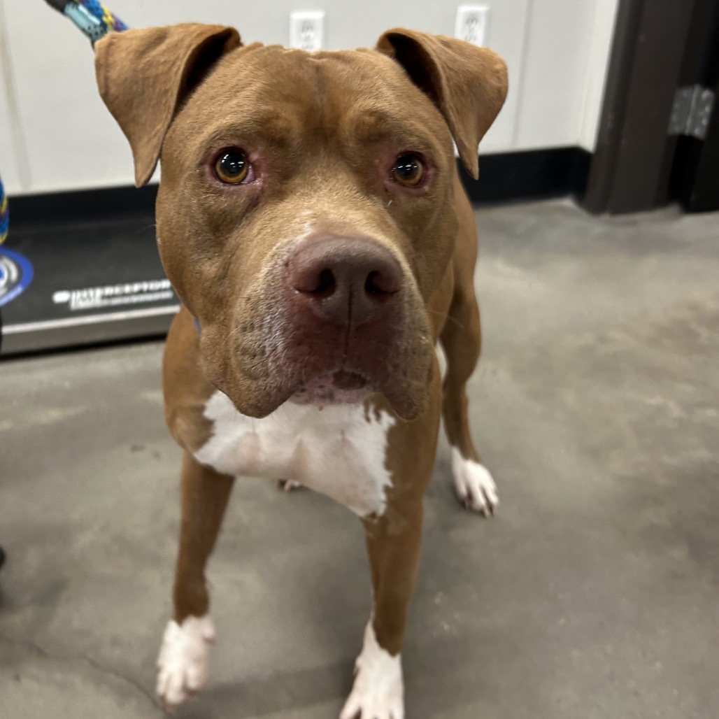 Chewy — thumbnail 2