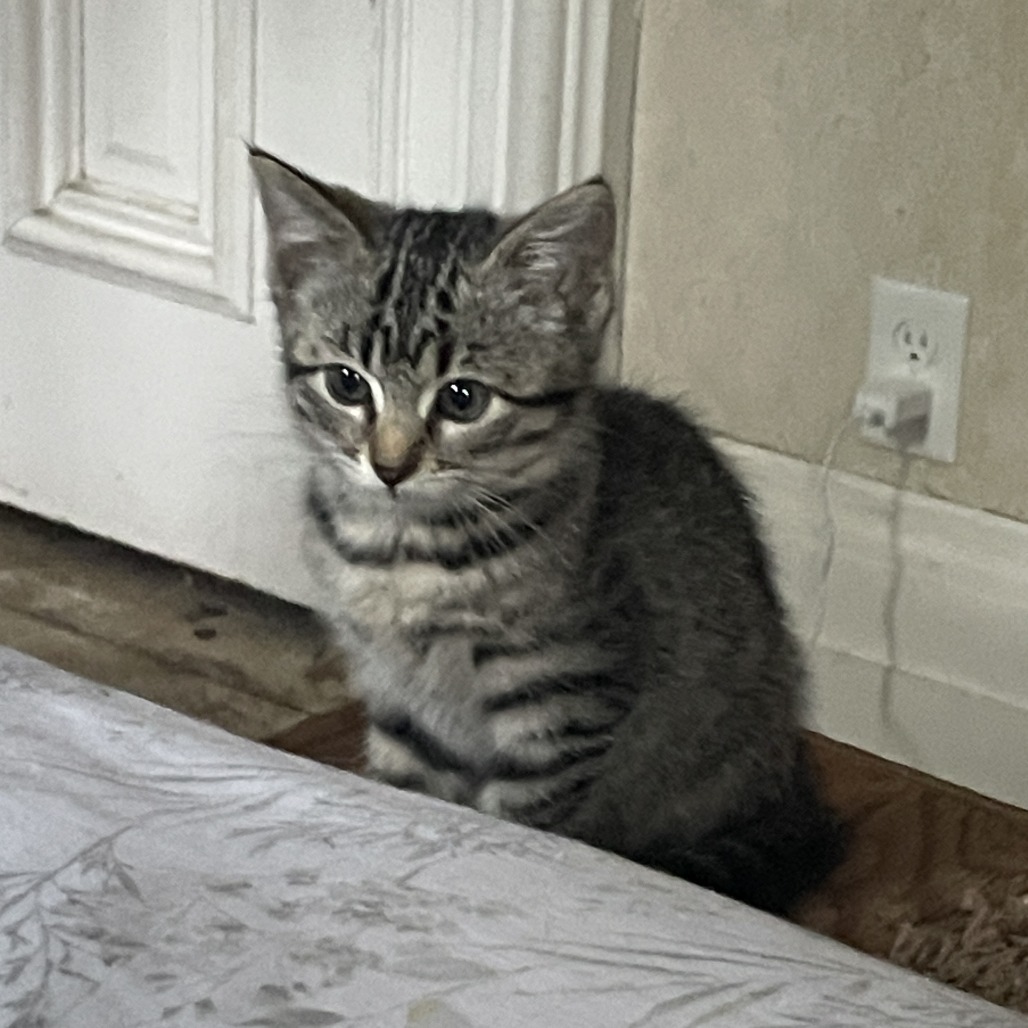Bumper Baby, photo 4