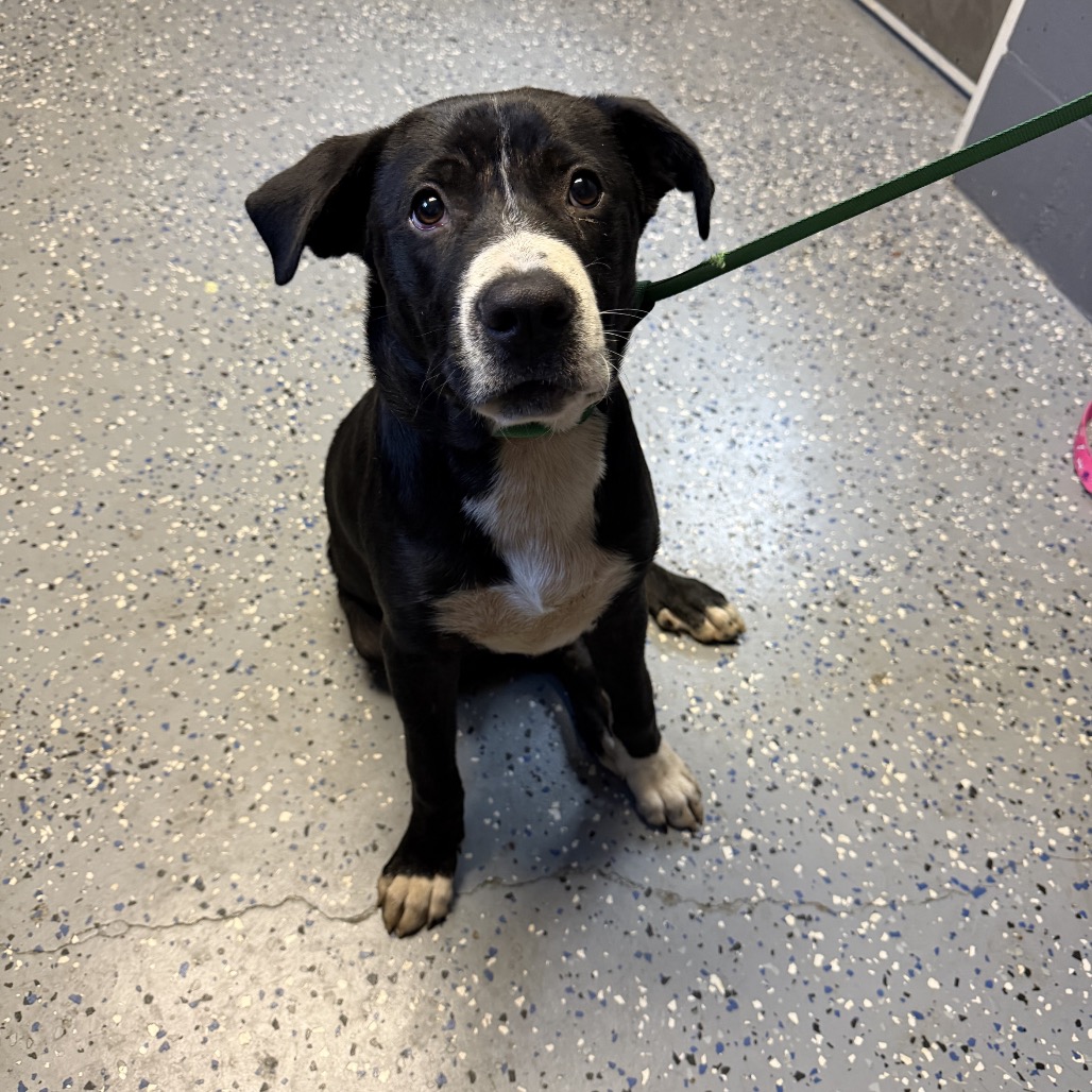 Tusc Stray 84818