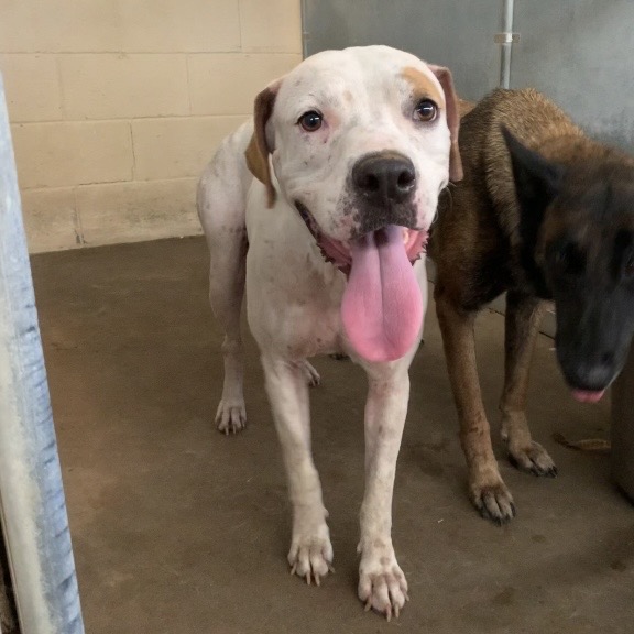 NILLA - Terrier / Pit Bull available for adoption
