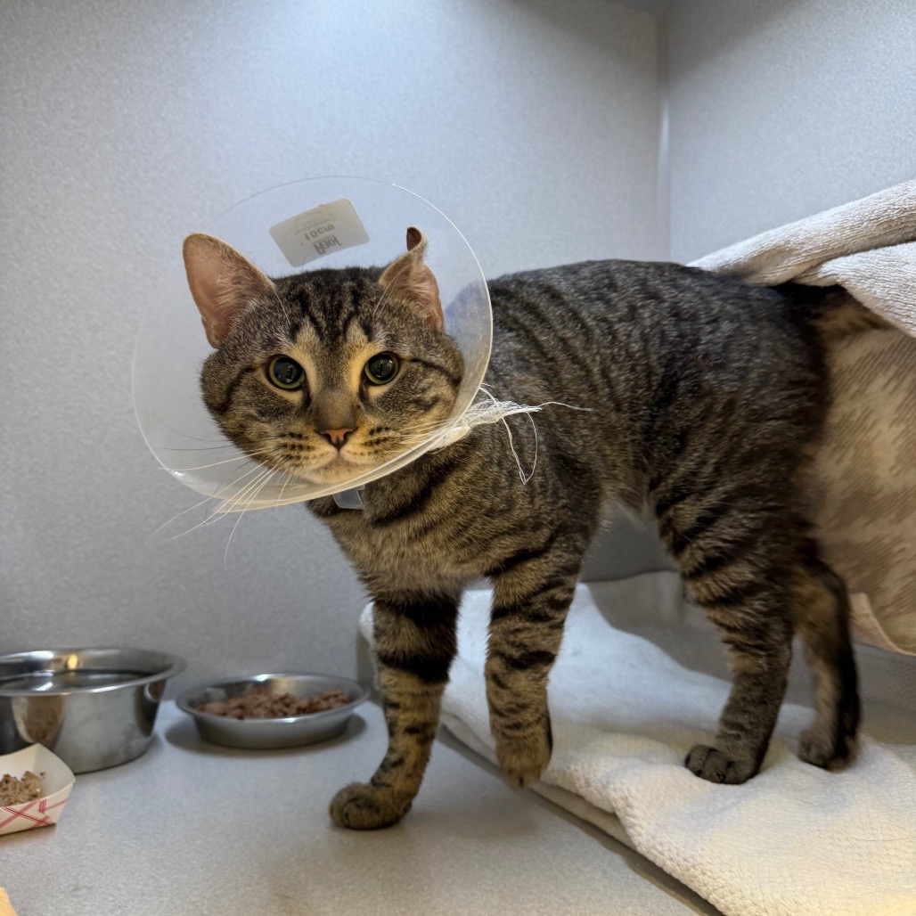 Photo of Sashimi 3