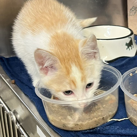 DAN HUMPHREY - Domestic Shorthair available for adoption