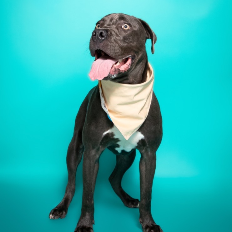 Photo of Hollywood playing