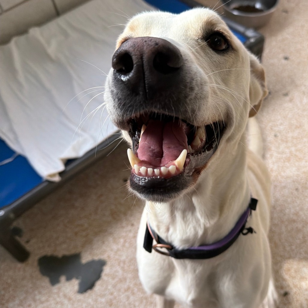 BELLA - Retriever / Mix available for adoption