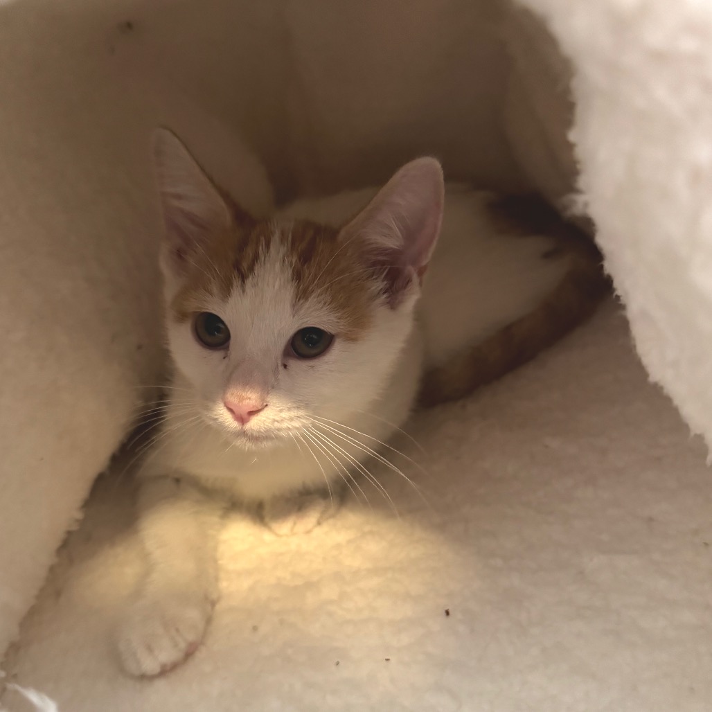 Ivan *Meet me at Eagan Petsmart*, photo 3