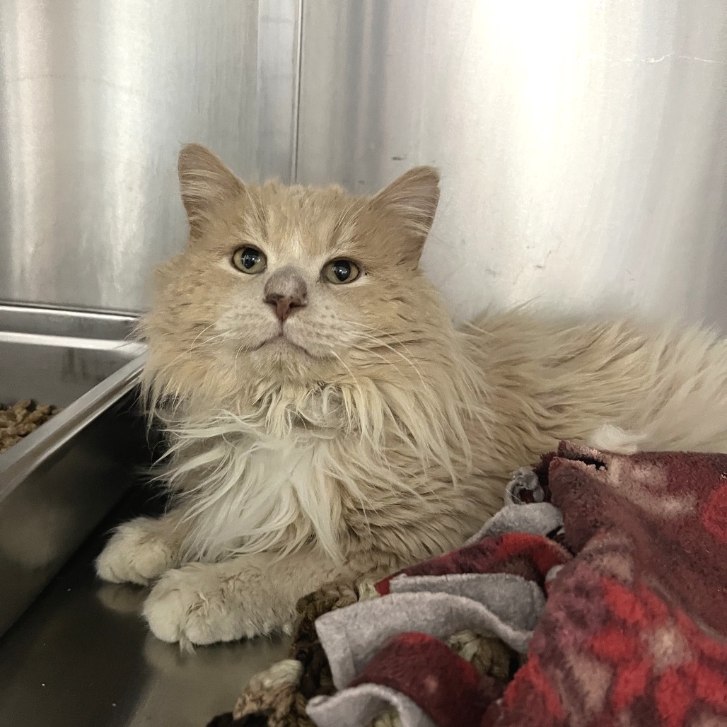 Mack — thumbnail 3