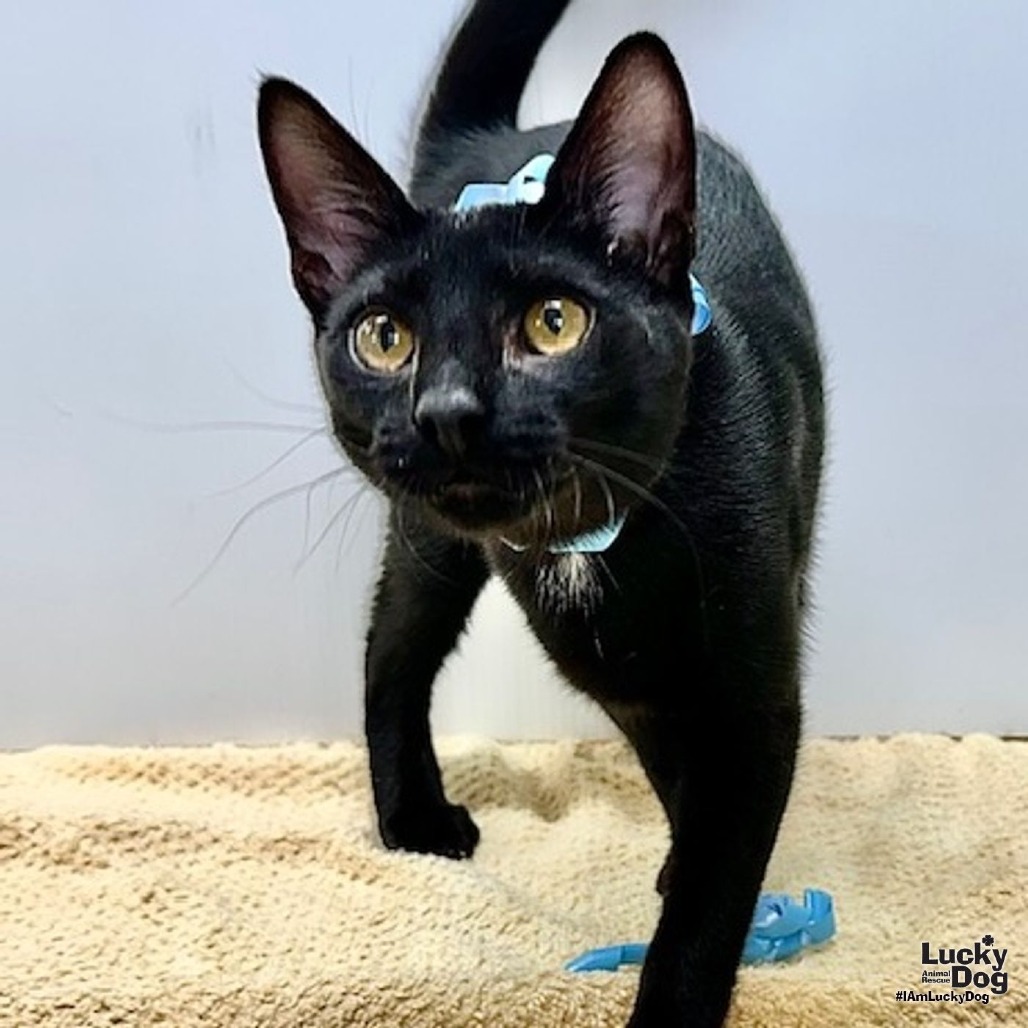 WHISKEY - Domestic Shorthair available for adoption