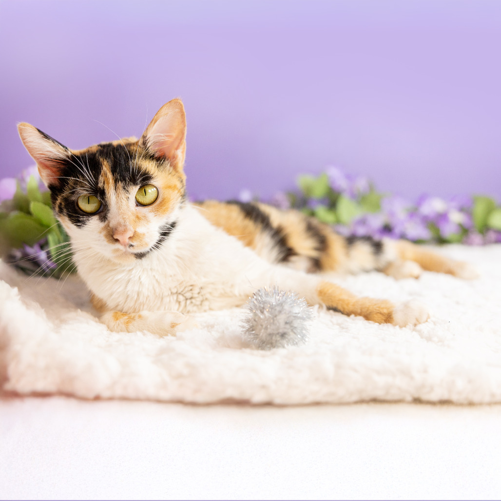 Cassie — thumbnail 2