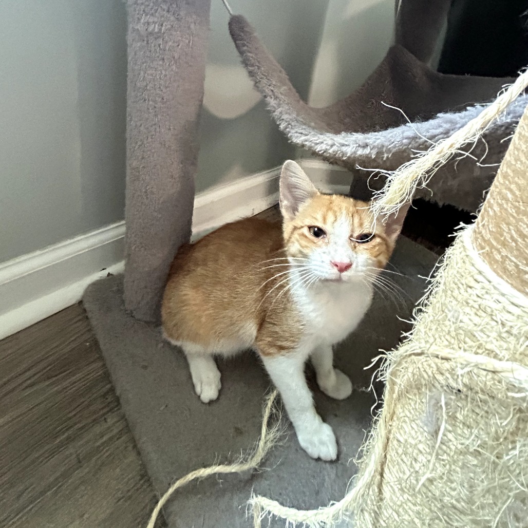 Theodore