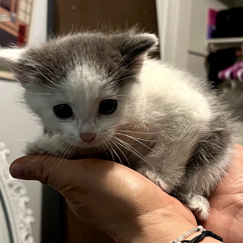 AIMSLEE - Domestic Medium Hair available for adoption