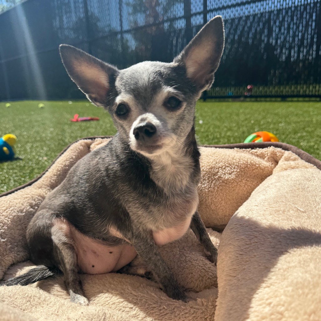 LADYBUG - Chihuahua / Mixed Breed (Small) available for adoption