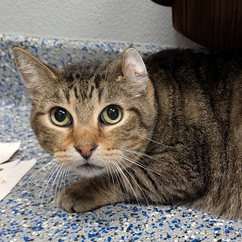 Zuma the Cat