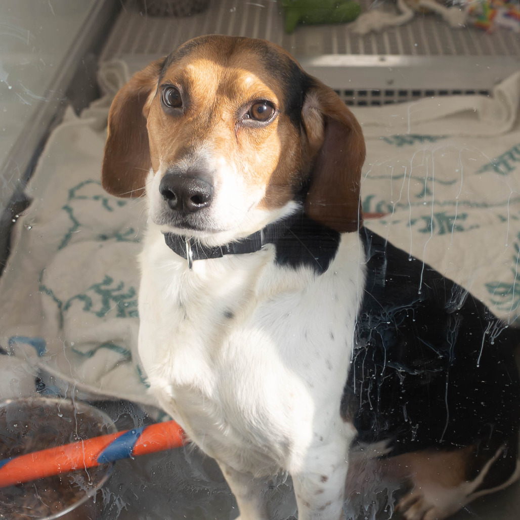 Ringo — thumbnail 4