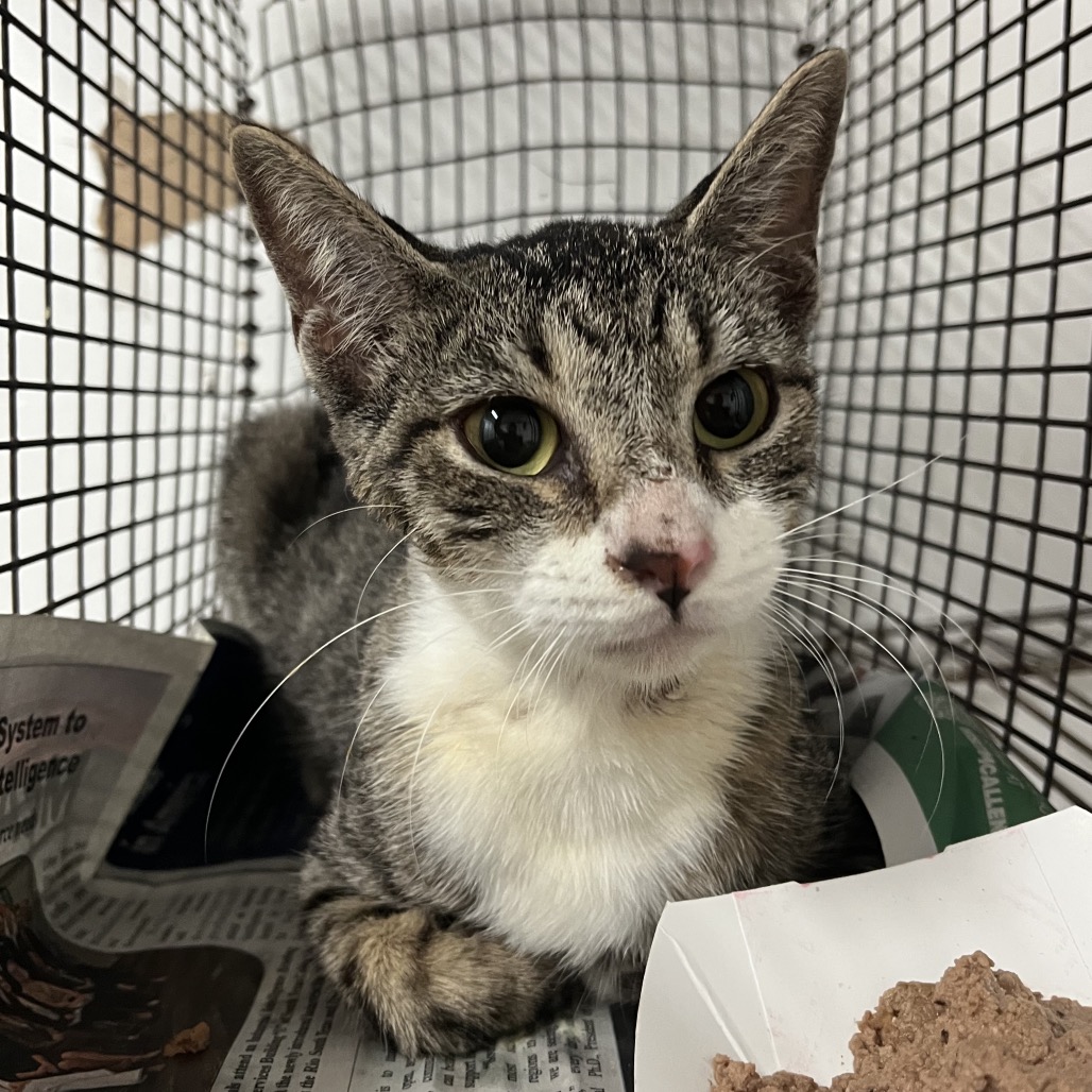 CHOLULA - Domestic Shorthair available for adoption