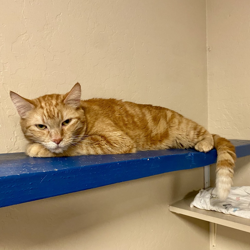 Sailor Jerry picture #5