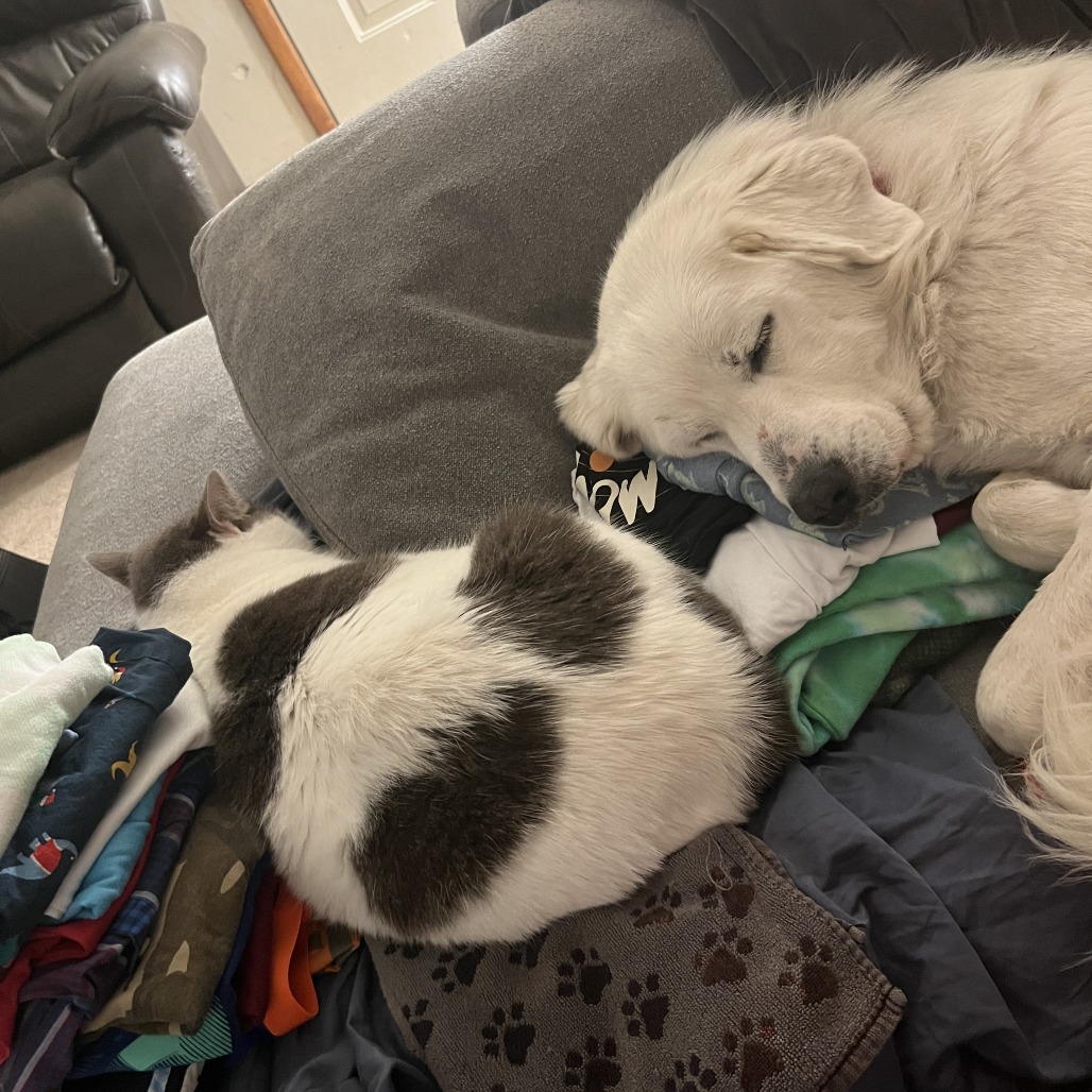 Brie — thumbnail 2