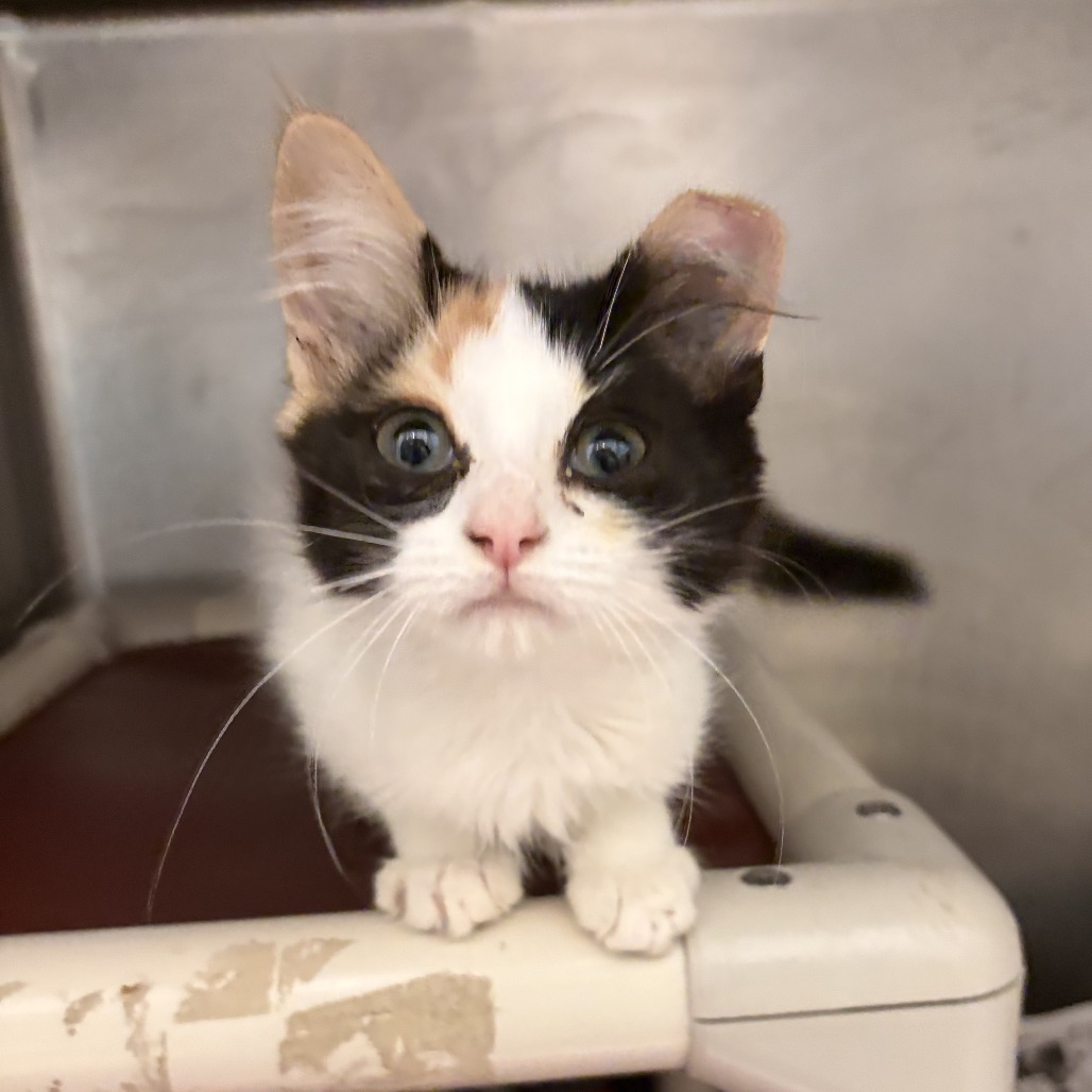 KOI - Domestic Medium Hair available for adoption