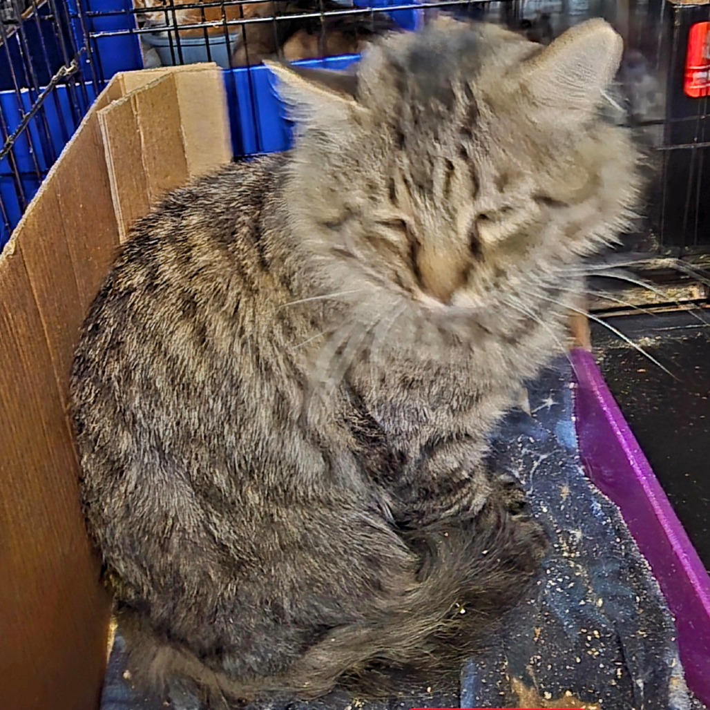 BOBCAT - Domestic Shorthair available for adoption