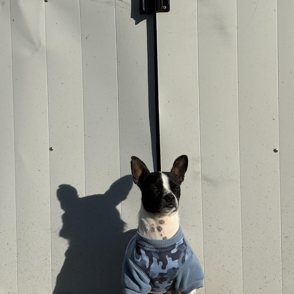 Monkey — thumbnail 5