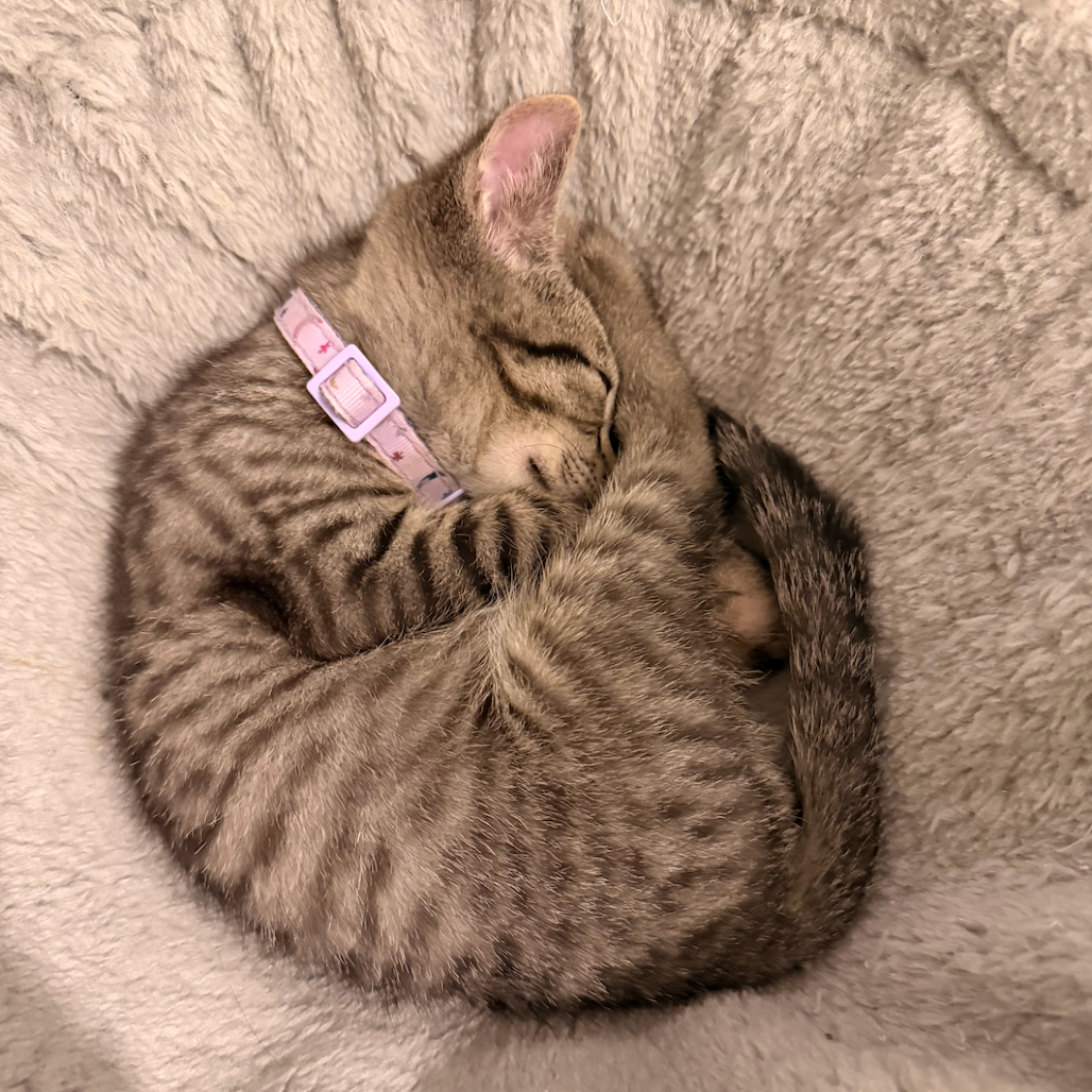 SAFFRON - Domestic Shorthair available for adoption