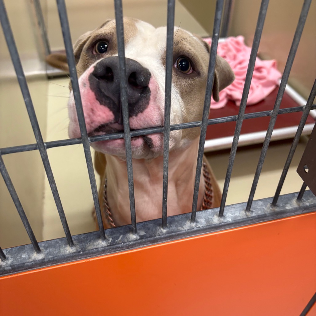 Wombat — thumbnail 4