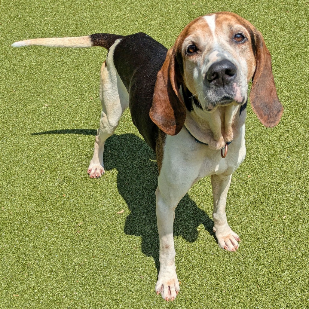 Theodore, additional photo