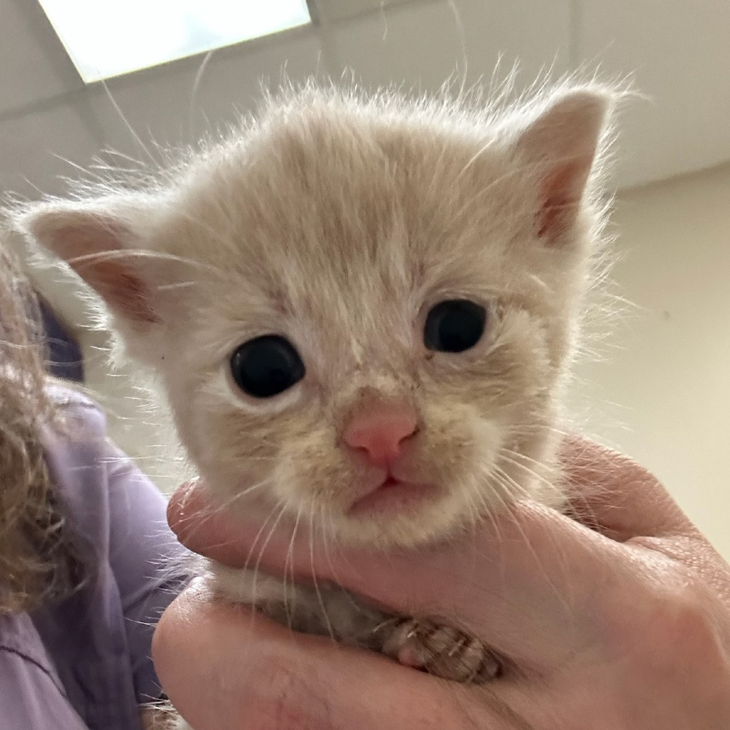 Theodore