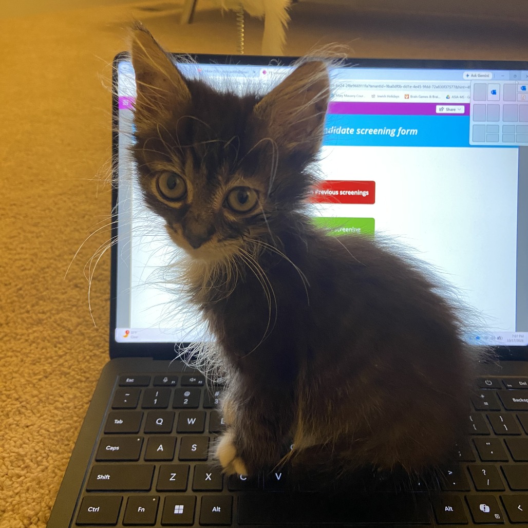 FLOOF - Domestic Medium Hair available for adoption