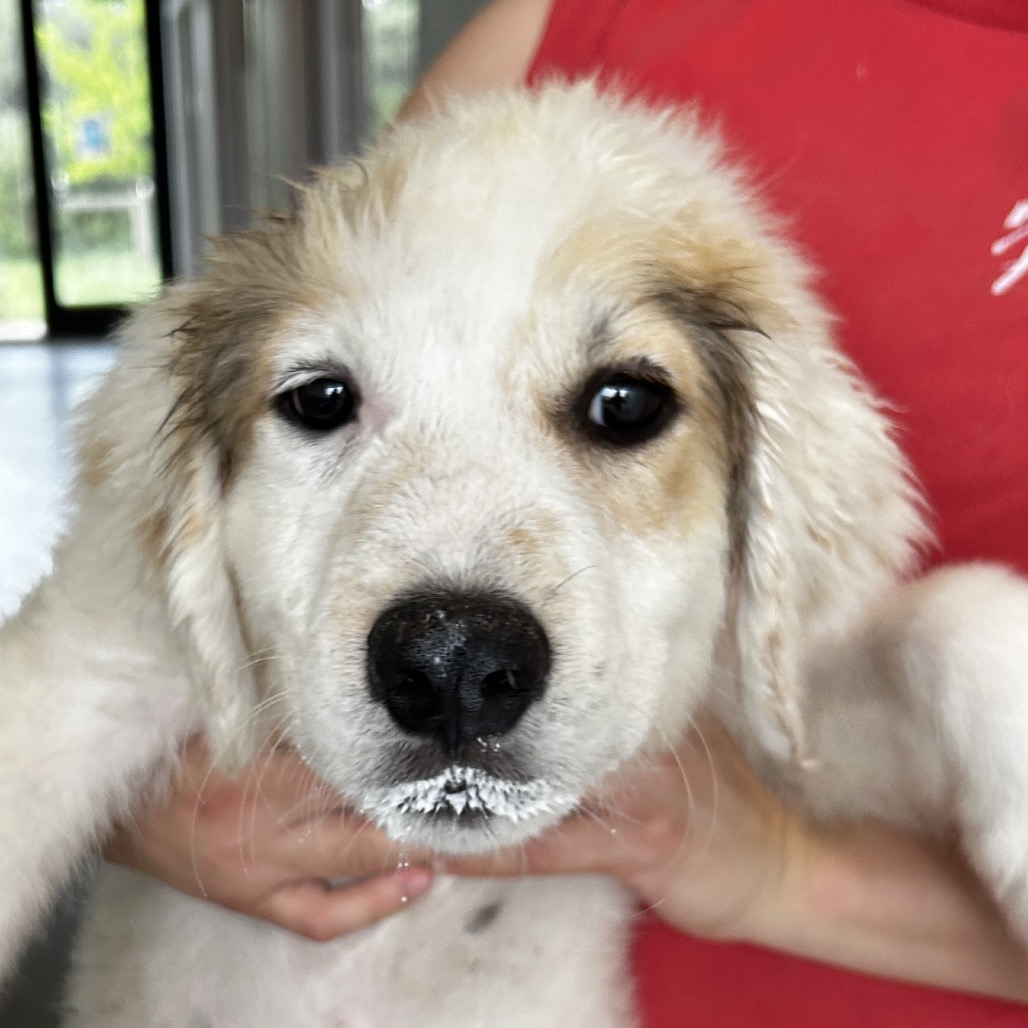 Mixed Breed