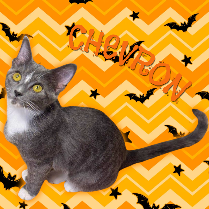 CHEVRON - Domestic Shorthair available for adoption