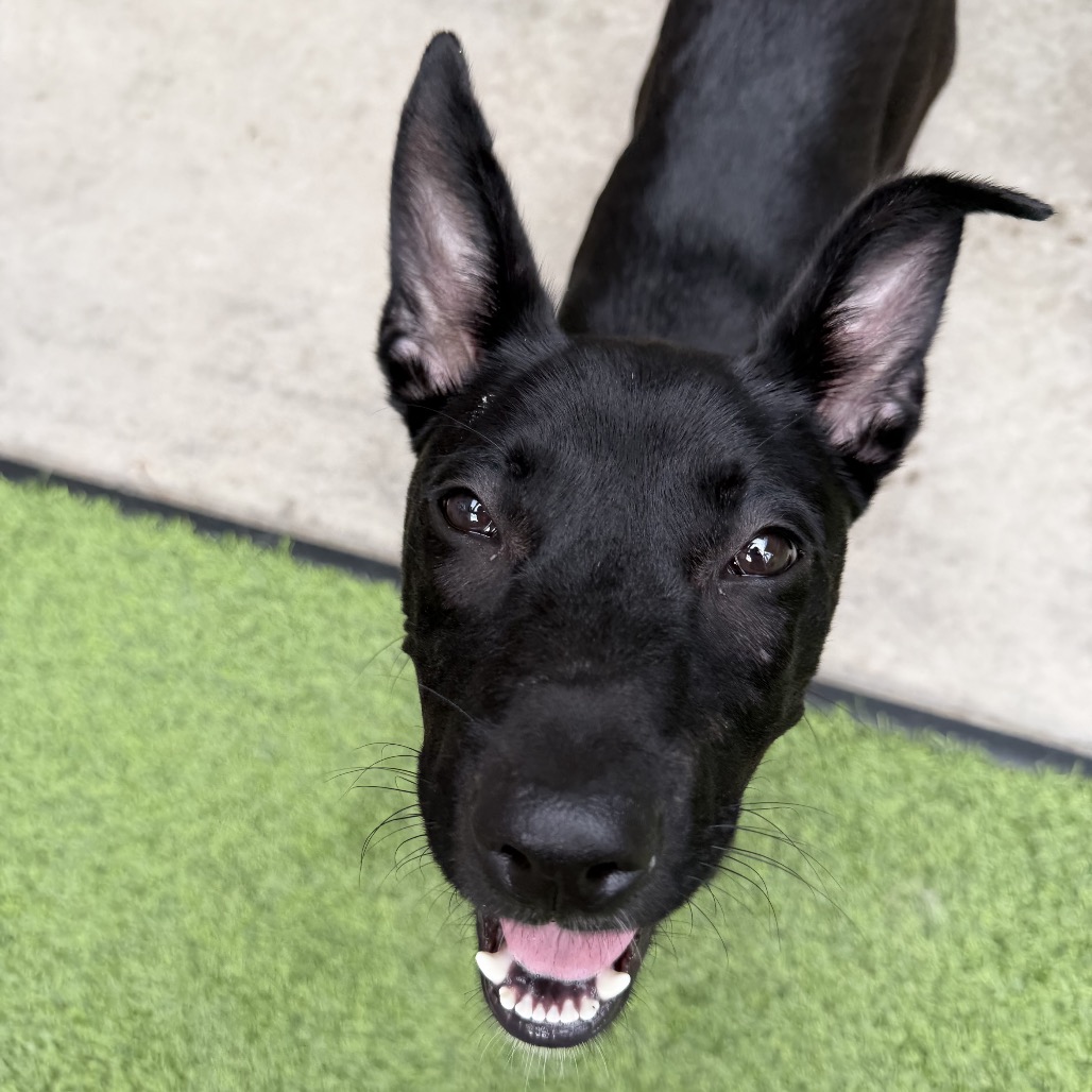 TOOFIE - Mixed Breed (Medium) available for adoption