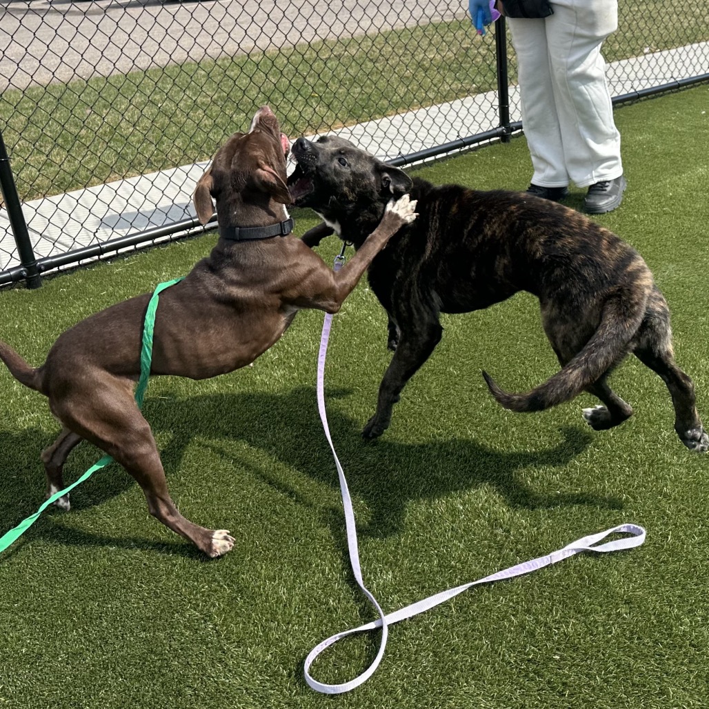 Sasha — thumbnail 3