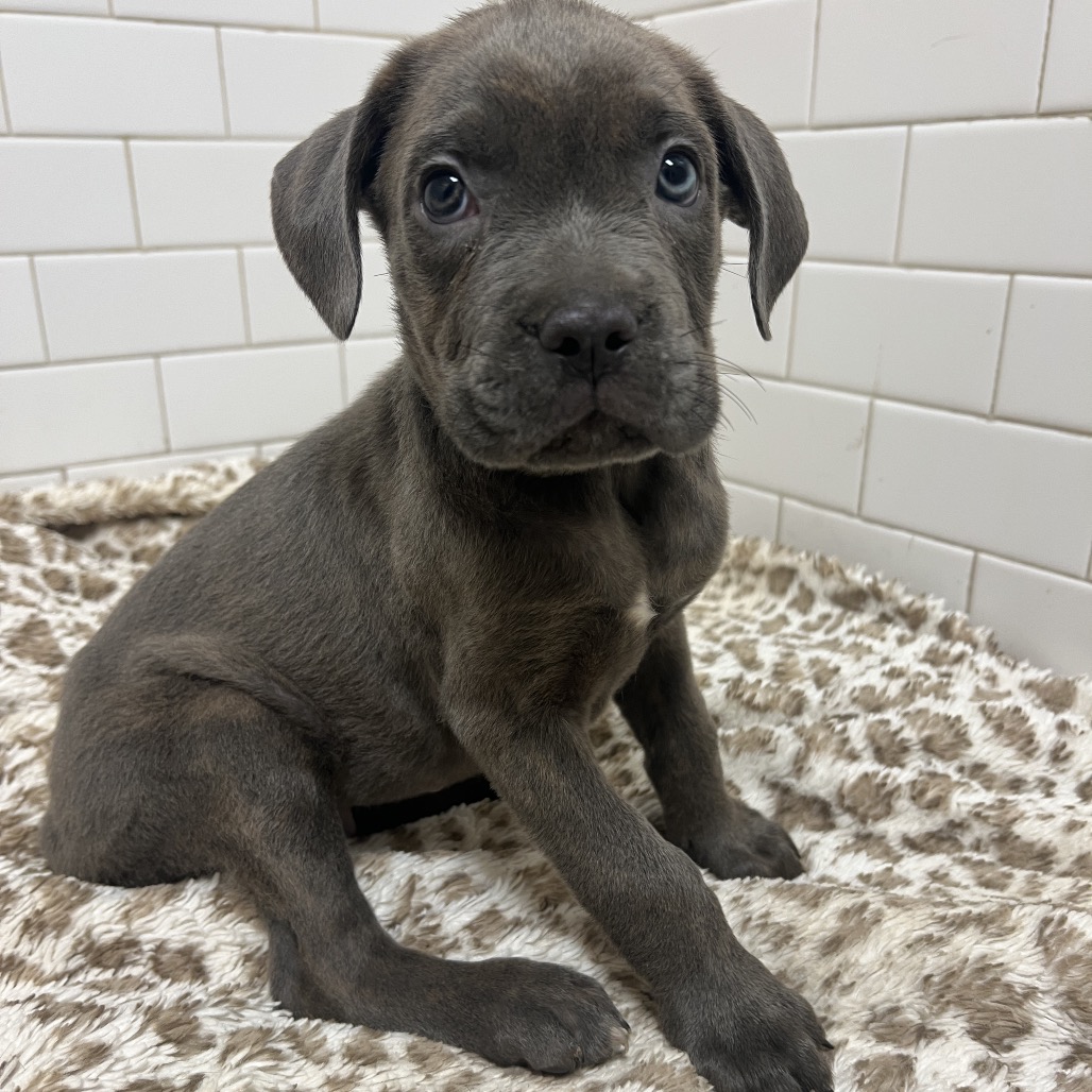 Photo of PGH-Stray-120279