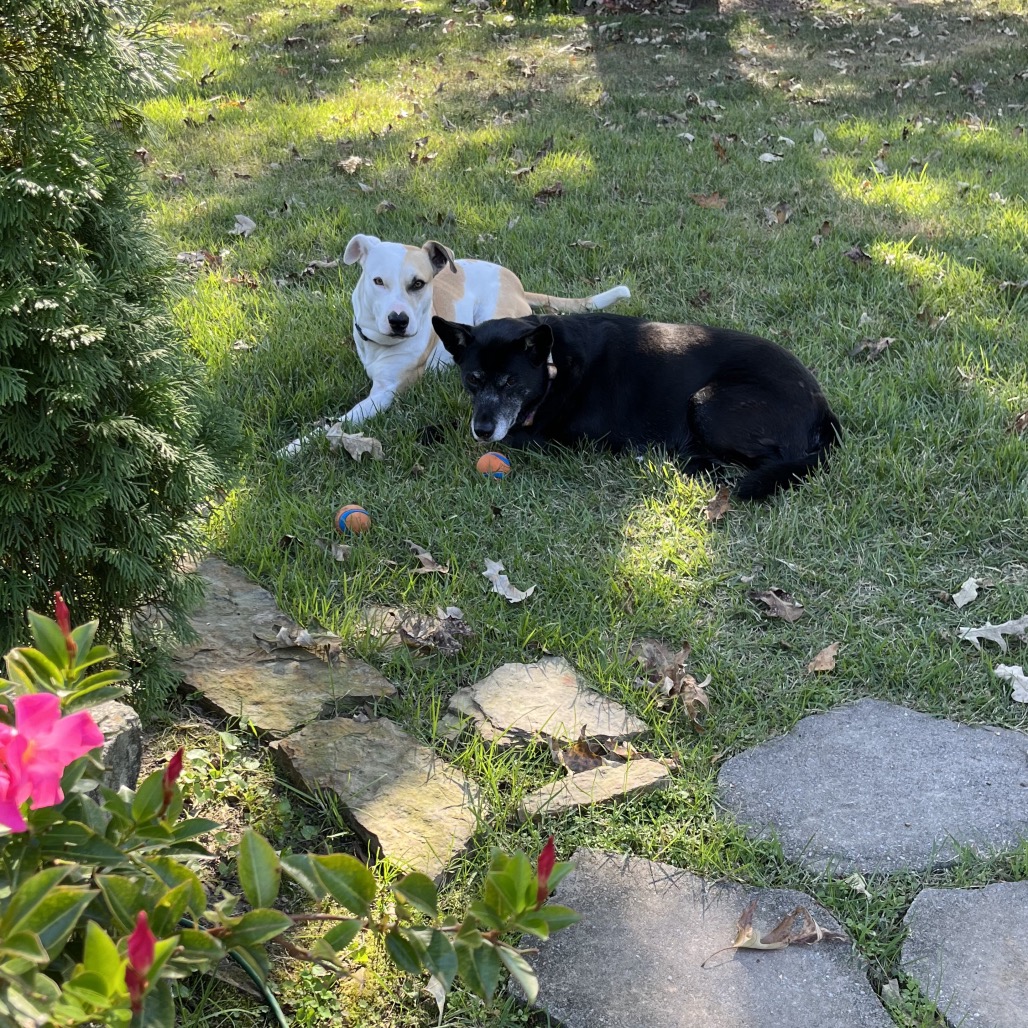 Miko, photo 19