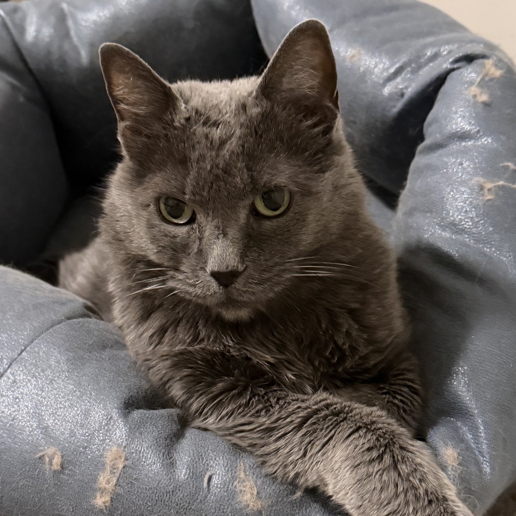 Carlita