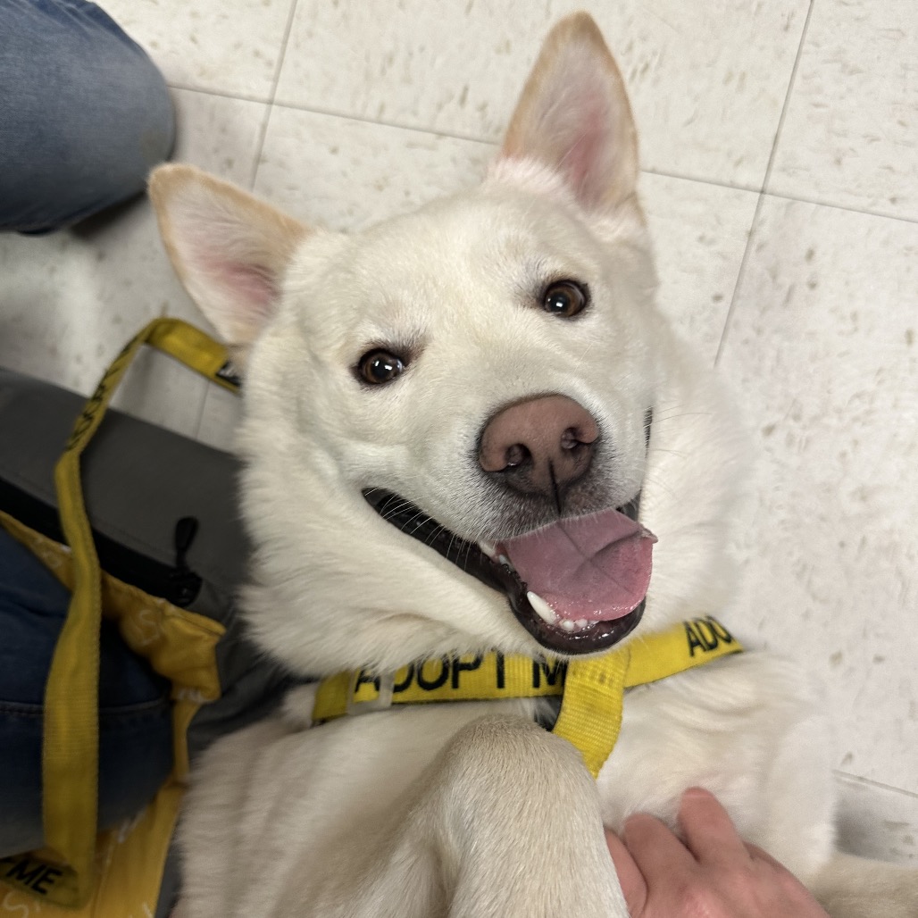 Archie is available for adoption at ACCT Philly
