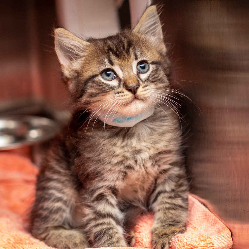 CAPPUCCINO - Domestic Medium Hair available for adoption