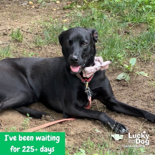MILEE - Retriever, Labrador / Mix available for adoption