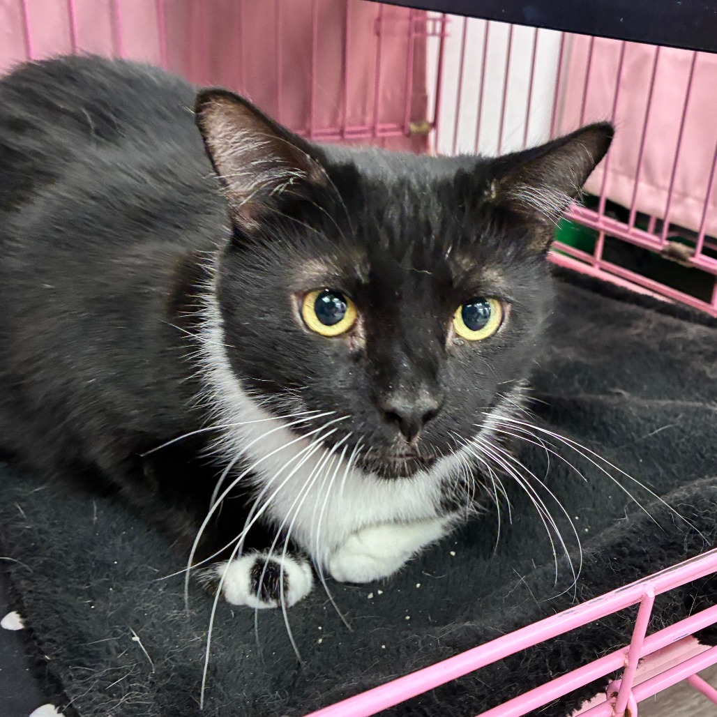 SHEILA - Domestic Shorthair available for adoption