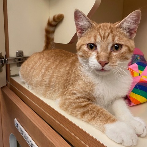 ALFRED - Domestic Shorthair available for adoption