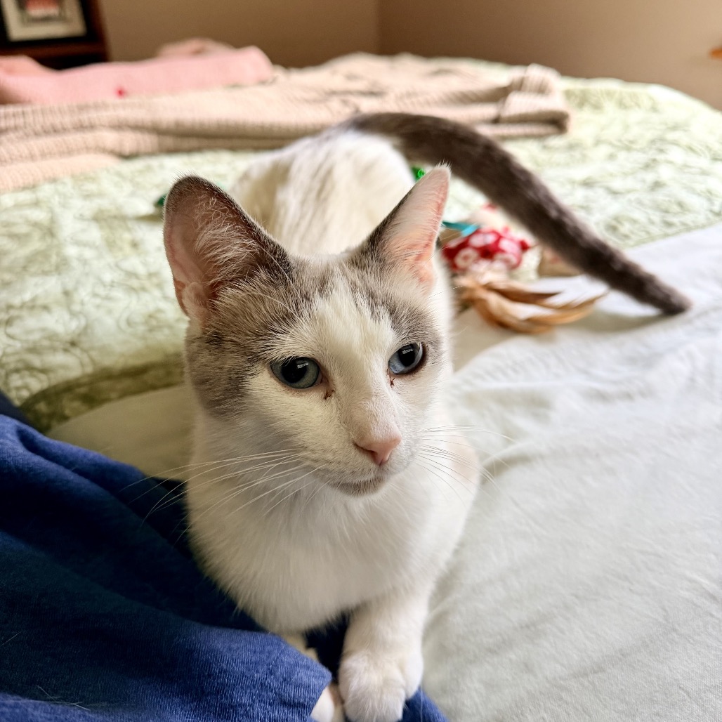 VANILLA - Siamese / Domestic Shorthair available for adoption