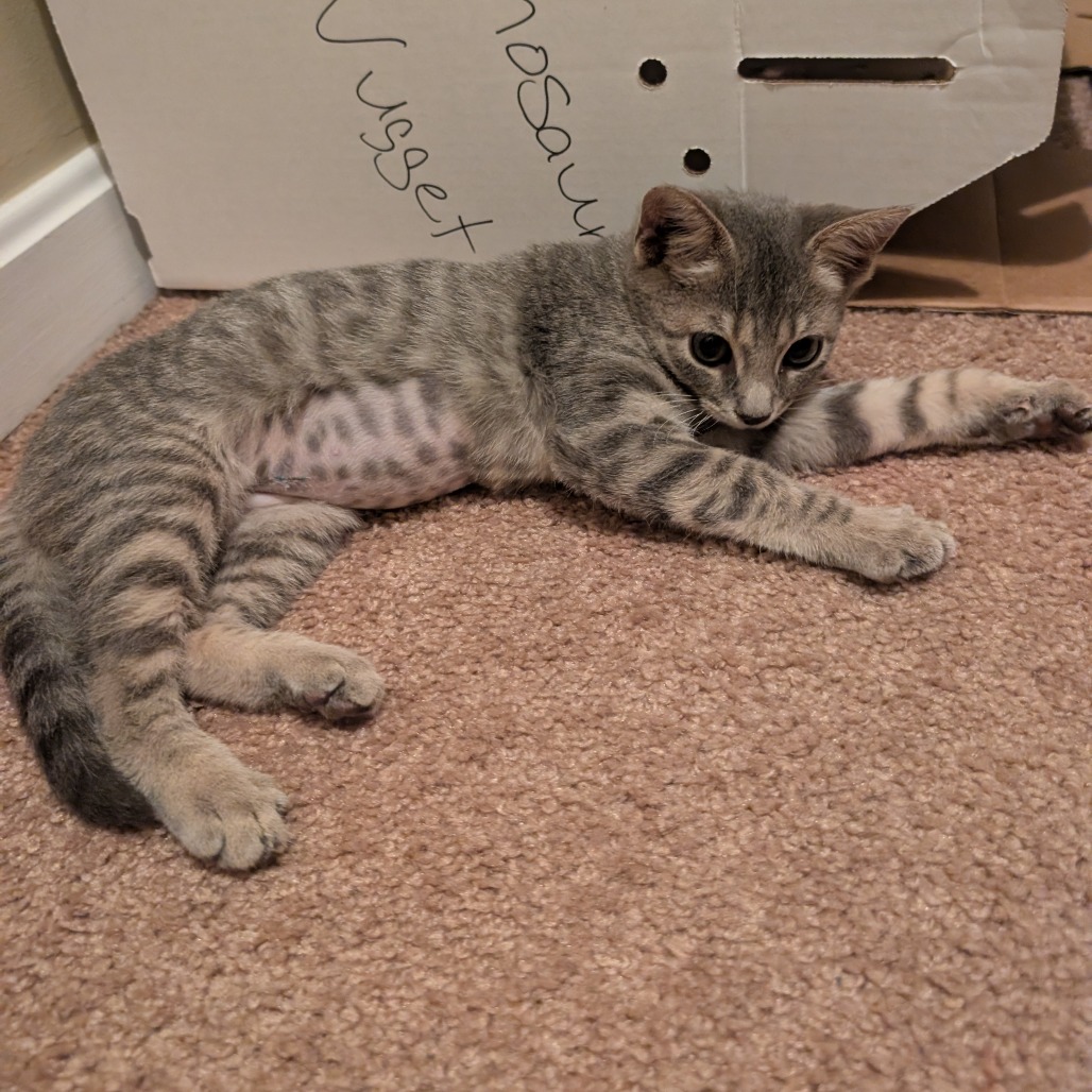 DINOSAUR NUGGET - Domestic Shorthair available for adoption