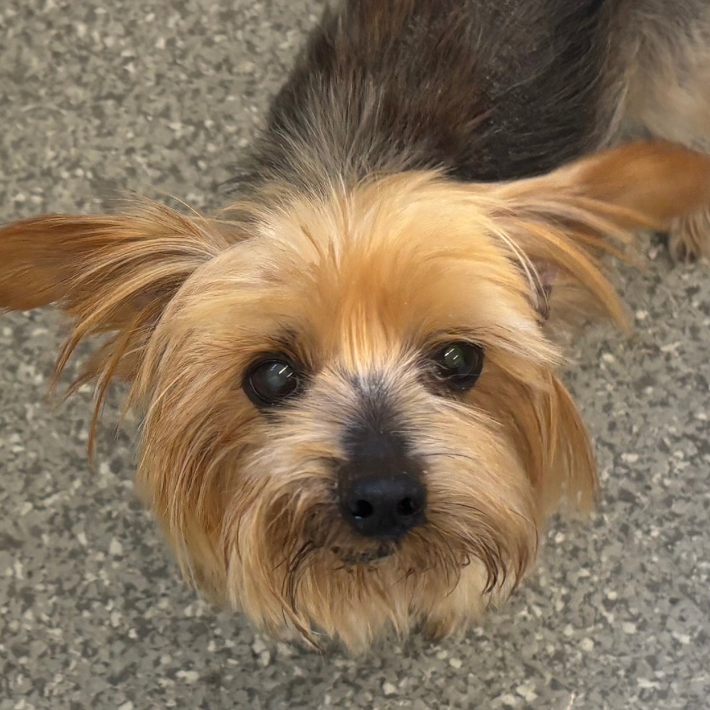 Billy — thumbnail 2