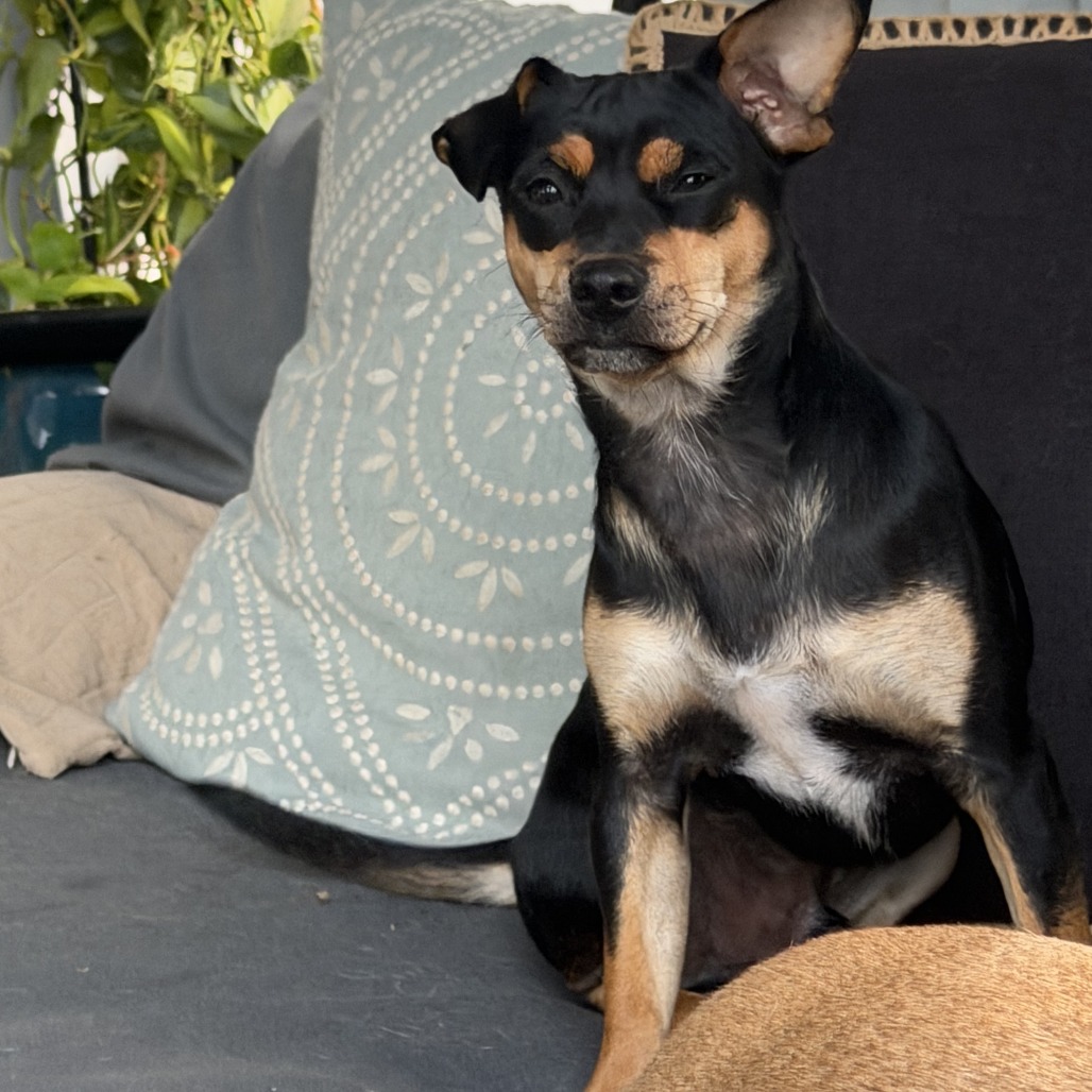 CHASE - Hound, Black and Tan Coonhound / Terrier available for adoption