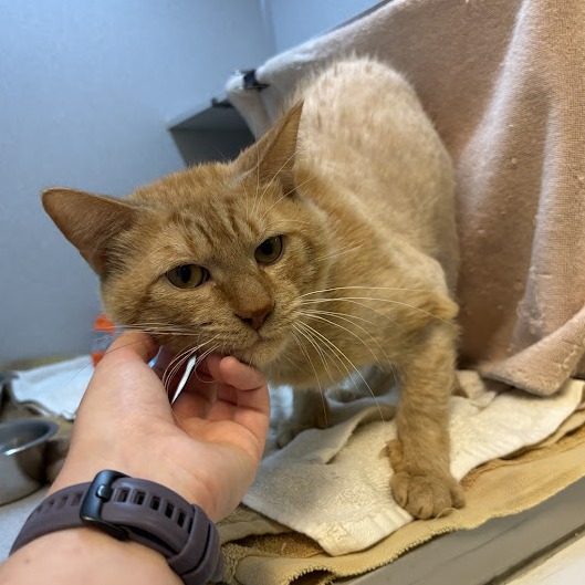 Photo of Heathcliff