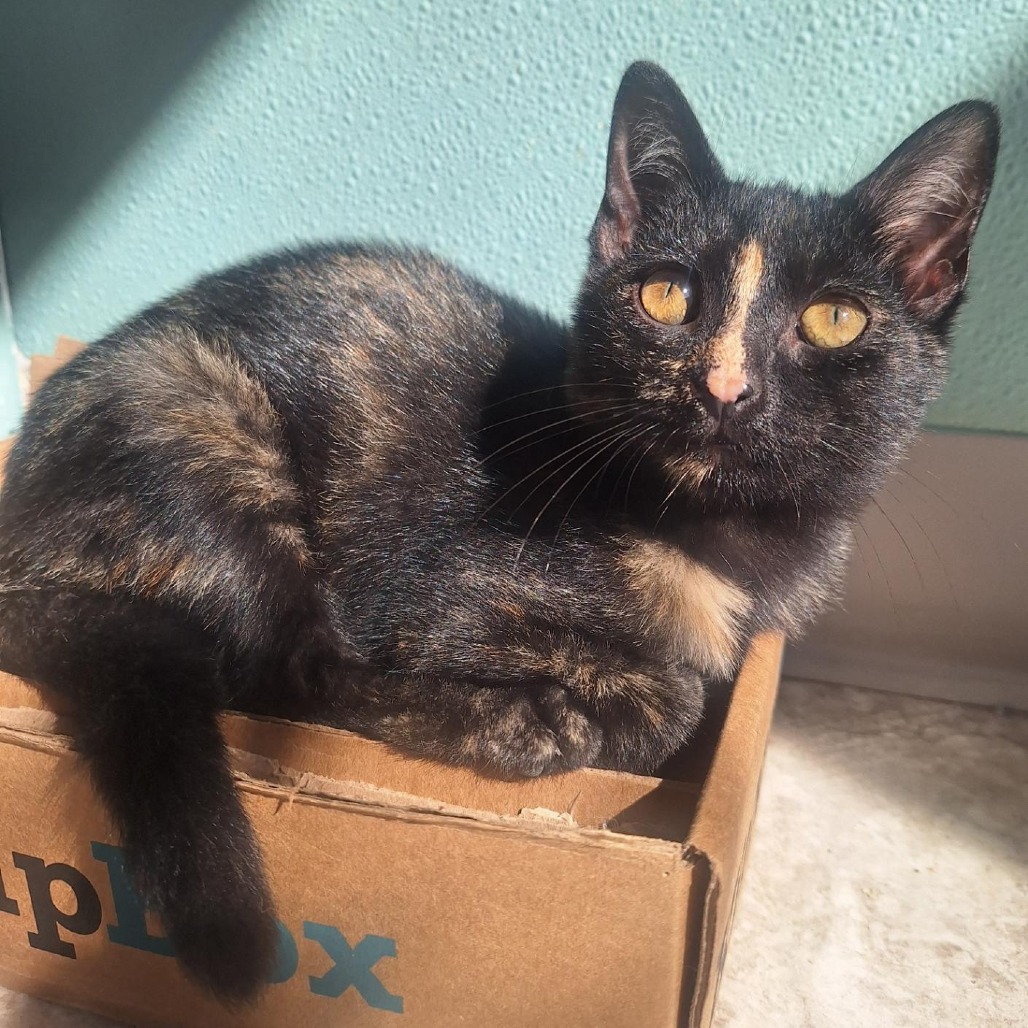 Indi