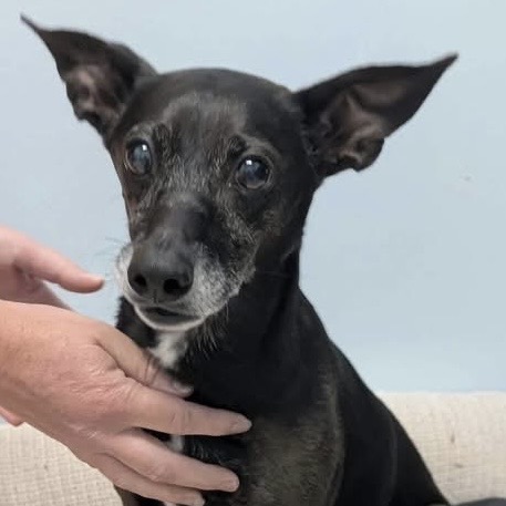 EMBER - Chihuahua / Short Coat available for adoption