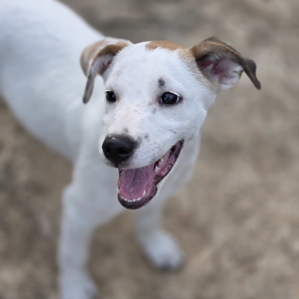 LEXI DEE - Shepherd / Retriever available for adoption