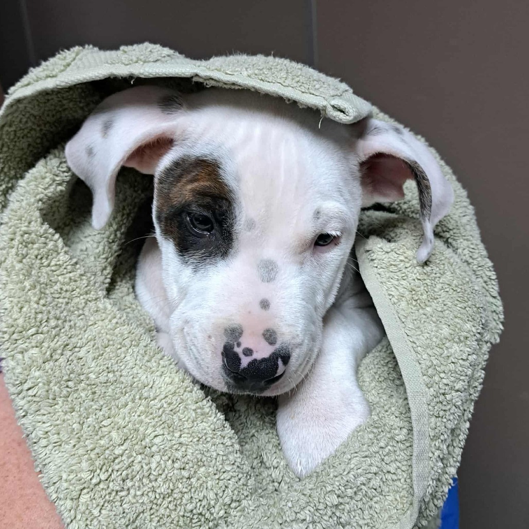 Kennel#20 Duke's preview photo