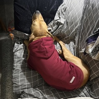 Hank — thumbnail 4